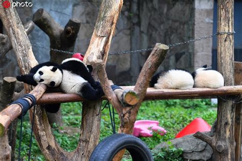 大熊猫四胞胎排排坐抱着奶瓶喝奶萌化了！--图片频道--人民网