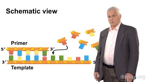 Cell DNA Replication 的图像结果