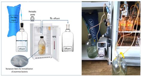 Characterization of Enrichment Cultures of Anammox, Nitrifying and ...