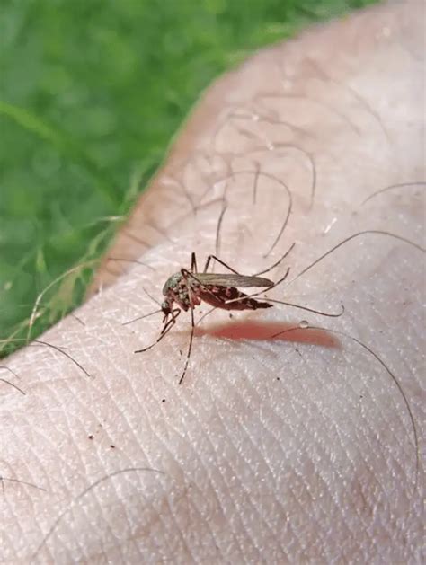 Midge Repellent 的图像结果