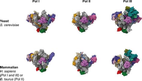 RNA Polymerase Structure 的图像结果