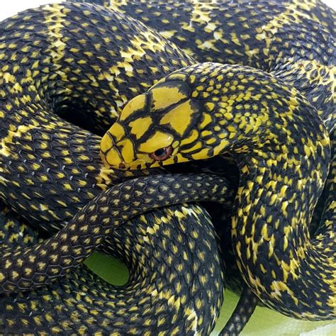 Elaphe carinata - King Rat Snake