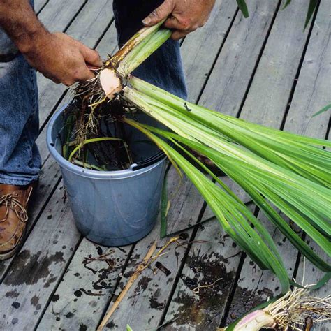 A Guide to Transplanting Blooming Iris