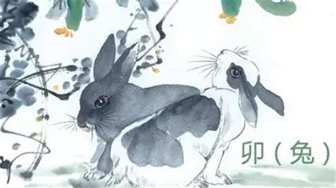 生肖兔属兔的人2016年度运势 周公解梦 - 解梦吧