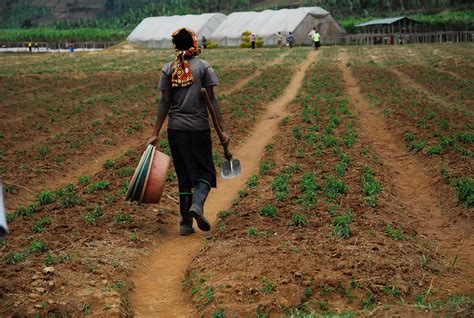 Agriculture In Rwanda