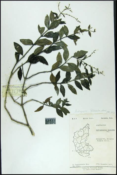Herbarium JCB