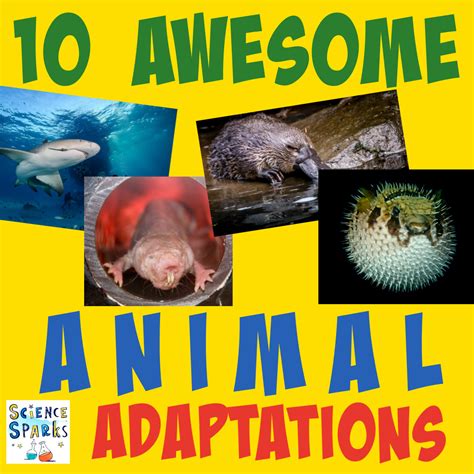 Unbelievably Amazing Examples Of Animal Adaptations Amazing Animal