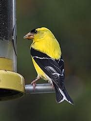 Image result for Class 10 Science Chapter 8 by Success CDs