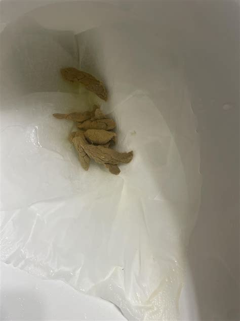 Image result for Flat Poop