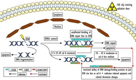 Evaluation of Calyculin A Effect on γH2AX/53BP1 Focus Formation and ...