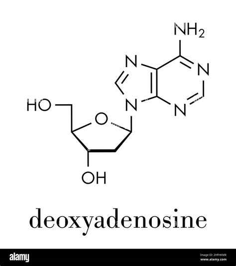 Deoxyadenosine (dA) nucleoside molecule. DNA building block. Skeletal ...