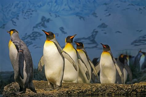 Image result for Color Slider Python