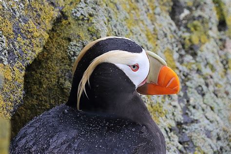 The Puffin | Archies Info