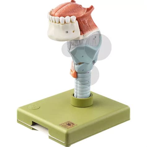 Larynx avec langue | SVT | CONATEX