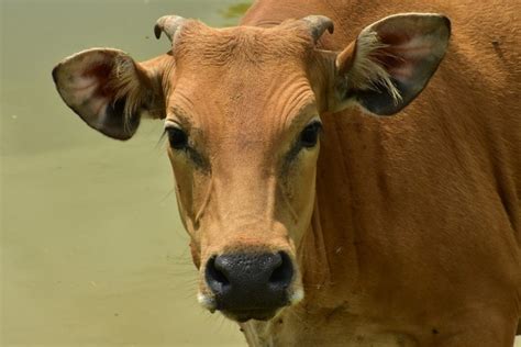 8 Kerala farmers get cattle under 'donate a cow' campaign in wake of ...