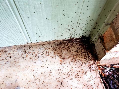 Severe Ant Infestations | Bullseye Pest Management