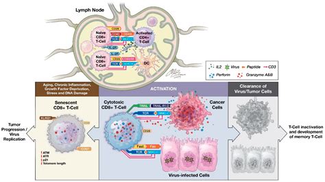 Cytotoxic T-cell Activation 的图像结果