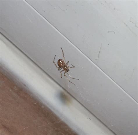 Baby Male Black Widow