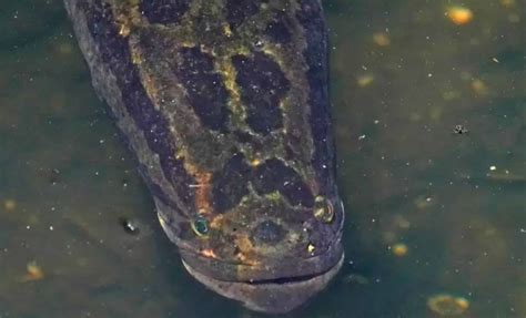 US Authorities Order ‘Kill on Sight’ of Asian Invasive Fish