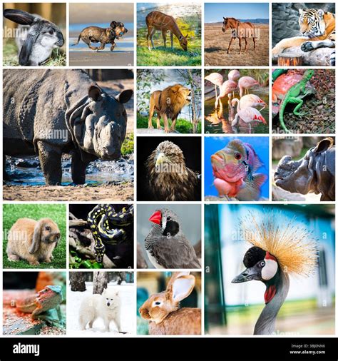 collage of beautiful colorful photos of different animals Stock Photo ...