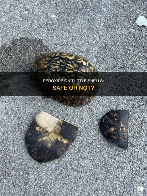 Image result for Turtle Shell Peroxide
