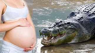 Image result for Crocodile pregnant