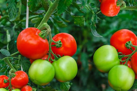 How to Plant and Nurture Thriving Tomato Plants: A Comprehensive Guide - Vincent James Homes