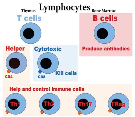 Image result for Lymphocytes Microscopic View