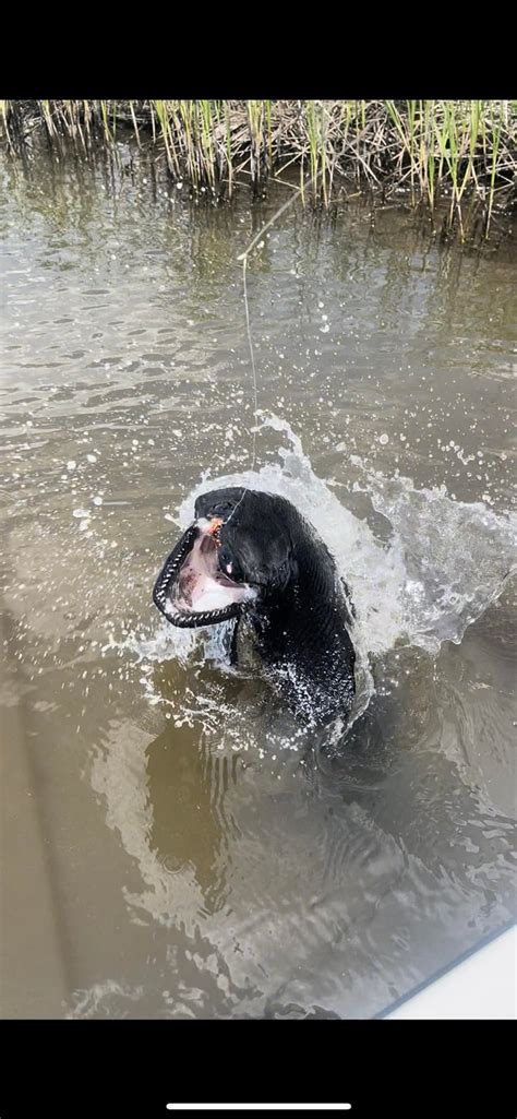 US Fishermen Catch Rarely Seen Jet Black River Beast In Texas