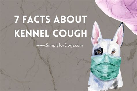 7 Facts About Kennel Cough (Reasons & Remedies) - Simply For Dogs