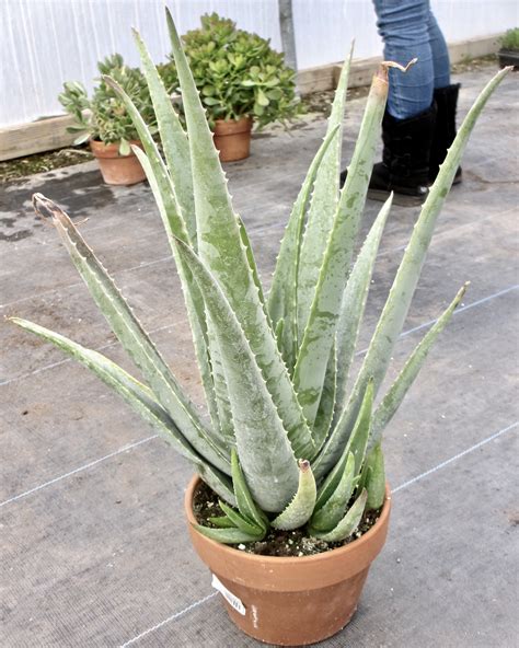 What Pot Is Best For Aloe Vera Plant at Jordan Moncrieff blog