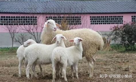 这些知名的羊品种，你都知道多少？ - 知乎