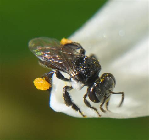 Image result for Tim Heard Native Bees