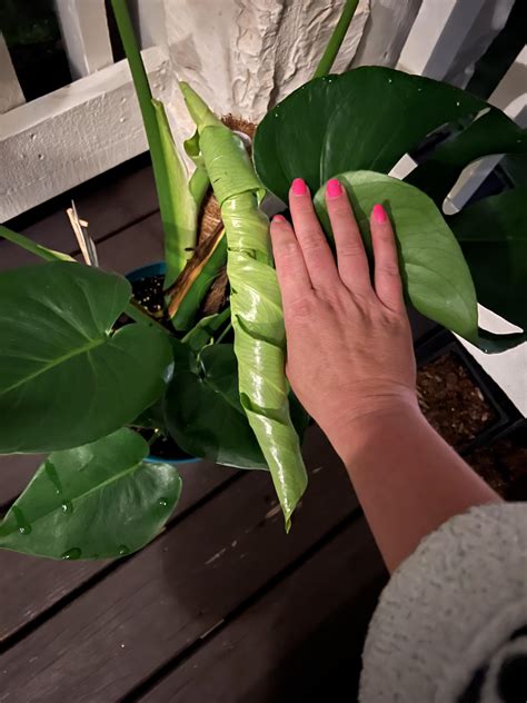 Oh em gee! : r/Monstera