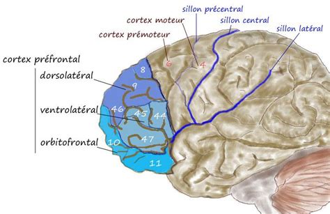 Dorsolateral prefrontal cortex - Alchetron, the free social encyclopedia