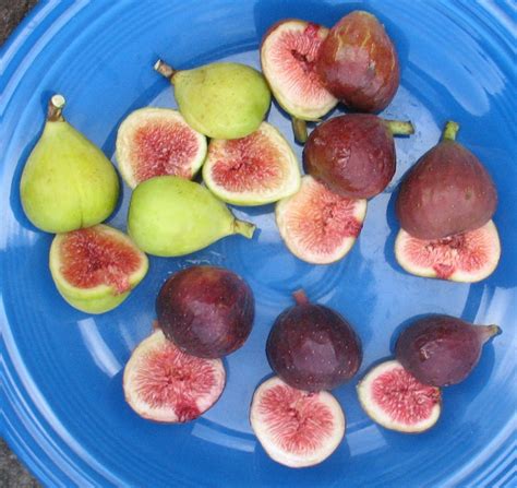4 Fig Varieties – Mountain Figs