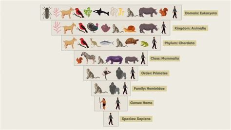 Image result for Classification of Living Things