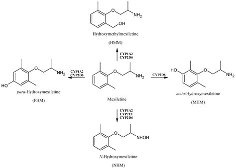 Impact of Cytochrome P450 Enzymes on the Phase I Metabolism of Drugs