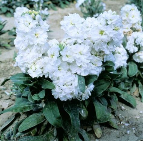 Stock Matthiola Merida White – korrelseeds
