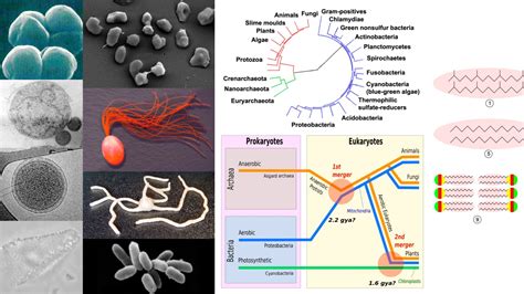 Branches of Microbiology - Biology Notes Online