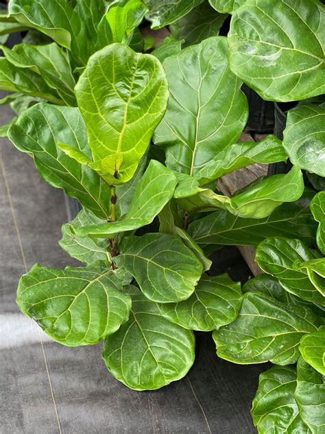 Fiddle Leaf Fig | The Watering Can Flower Market