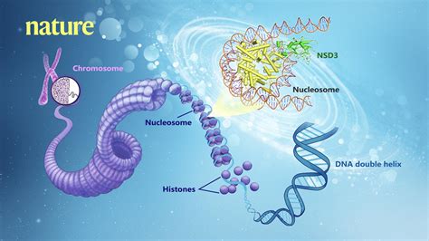 研究揭示NSD家族蛋白甲基化核小体H3K36的分子机制_中检健康