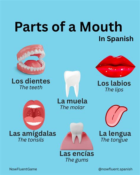 NowFluent Game | Spanish Learning Game | Part of the Mouth in Spanish ...