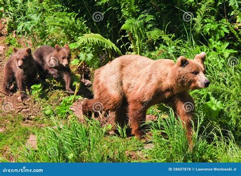 Alaska Brown Grizzly Bear with Twin Cubs Stock Photo - Image of arctos ...
