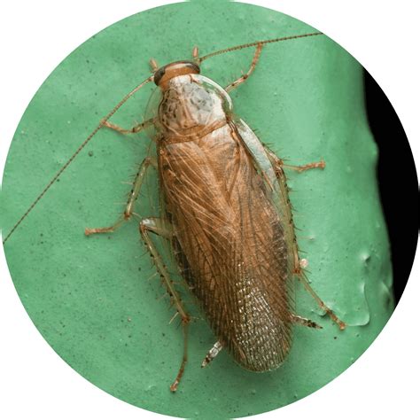 German Cockroach Control North New Jersey | Roach Removal NJ
