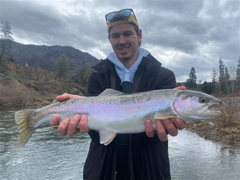Trinity River - Upper Fish Report - Trinity River - Upper - Trinity ...