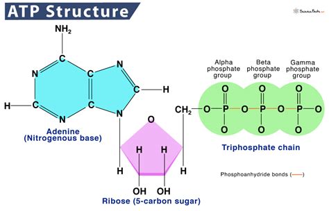 Adenosine Triphosphate (ATP) – Definition, Structure, & Diagram