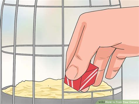 Image result for Canary Training Tips
