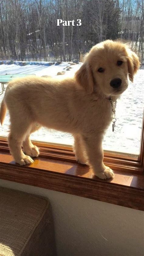 30 best golden retriever memes of all time – Artofit