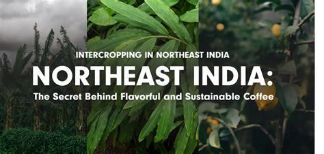 Intercropping in Northeast India: The Secret Behind Flavorful and Sust ...